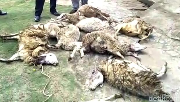 Hewan Buas Kembali Menyerang Ternak Warga di Lereng Lawu Hewan Buas Kembali Menyerang Ternak Warga di Lereng Lawu