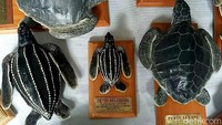 Yayasan nirlaba yang bergerak di bidang penyelamatan satwa Banyuwangi Sea Turtle Foundation (BSTF) atau dikenal pula dengan Yayasan Penyu Banyuwangi membuat inovasi baru untuk melindungi kelestarian penyu.