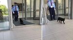 Lucu! Selama Dua Tahun, Dua Kucing Ini Coba Masuk ke Museum