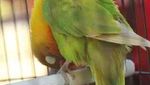 Mati Mendadak, Ini Lovebird Kusumo yang Pernah Ditawar Rp 2 M