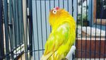 Mati Mendadak, Ini Lovebird Kusumo yang Pernah Ditawar Rp 2 M