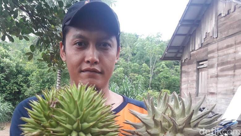 Makan Buah Langka, Lidah Hanif Wicaksono Mati Rasa Makan Buah Langka, Lidah Hanif Wicaksono Mati Rasa