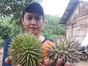 Makan Buah Langka, Lidah Hanif Wicaksono Mati Rasa