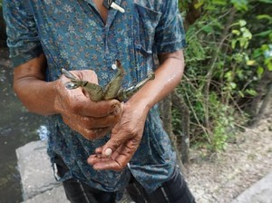 Banyak Sampah, Jumlah Kepiting di Hutan Mangrove Teluk Benoa Menurun