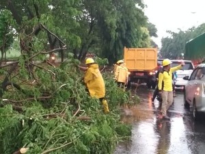Pohon Tumbang di Jaktim, Lalin Arah Klender Tersendat