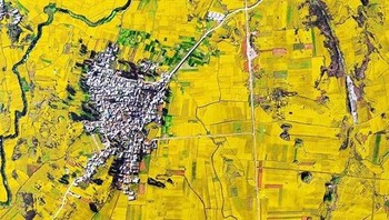 Potret satelit lahan bunga Canola di Louping County, China. Ekstrak biji bunga Canola dimanfaatkan menjadi minyak yang banyak digunakan sebagai sumber biodiesel. Selain itu minyak Canola pun banyak dimanfaatkan sebagai bahan makanan. Istimewa/Boredpanda.
