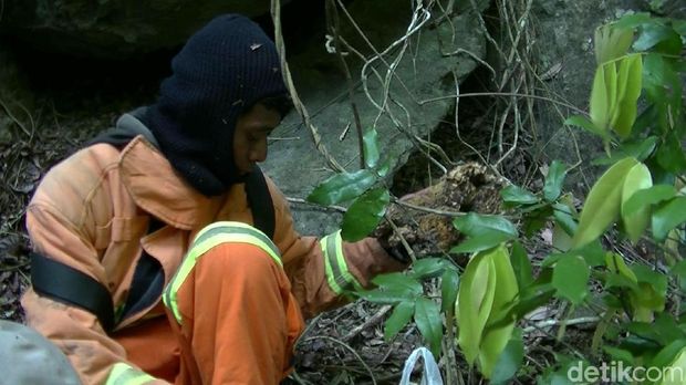 Sarang Lebah di Gunung Api Purba Nglanggeran Berhasil Dipindah