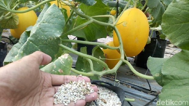 Jadi Petani iHidroponiki Melon di iPonorogoi Dedy Raup Rp 25 