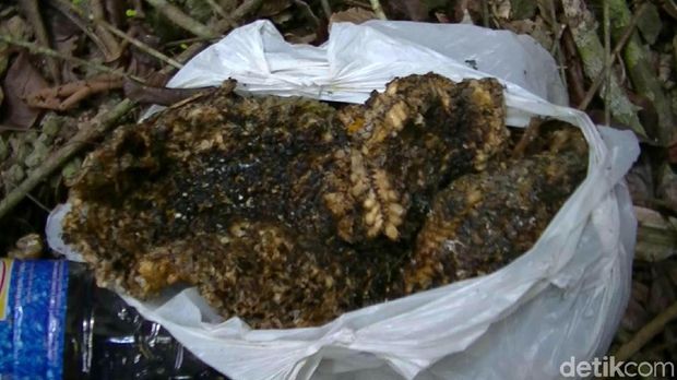 Pendakian di Gunung Api Purba Dibuk Lagi Besok