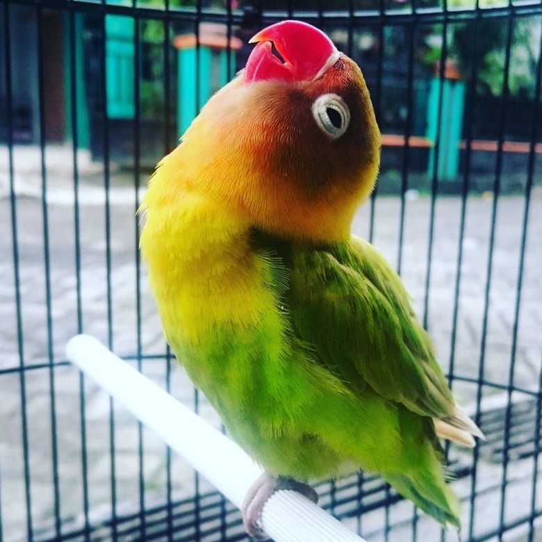 Lovebird Kusumo Mati, Pemilik Tak Menyesal Tolak Tawaran Rp 2 M Lovebird Kusumo Mati, Pemilik Tak Menyesal Tolak Tawaran Rp 2 M