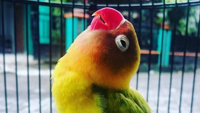 Mati Mendadak Ini Lovebird Kusumo Yang Pernah Ditawar Rp 2 M