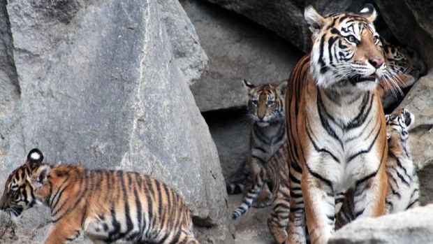 Tiger Diplomacy, Perkuat Hubungan Indonesia dan Jerman