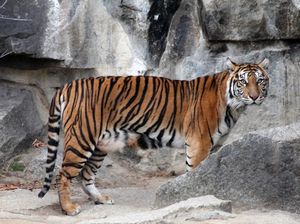 Tiger Diplomacy, Perkuat Hubungan Indonesia dan Jerman