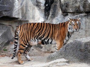 Tiger Diplomacy, Perkuat Hubungan Indonesia dan Jerman