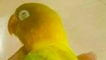 Mati Mendadak, Ini Lovebird Kusumo yang Pernah Ditawar Rp 2 M