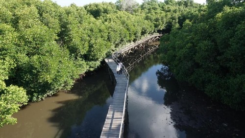 Gubernur Bali Wayan Koster berencana menata kawasan hutan mangrove di Teluk Benoa, Bali menjadi pusat studi dan taman. Kawasan hutan mangrove ini sebelumnya disebut tidak terawat. Seperti apa penampakannya?