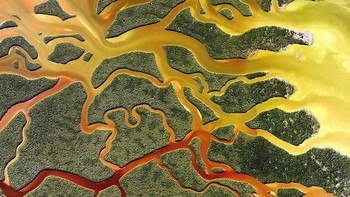 Foto Satelit Taman Nasional Everglades di Florida menampilkan padang gurun tropis terbesar di Amerika Serikat. Taman Nasional yang didirikan pada 1934 itu menjadi rumah bagi 36 spesies hewan yang terancam punah dan dilindungi, termasuk buaya Amerika dan mamalia laut manatee India Barat. Istimewa/Boredpanda.