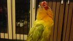 Mati Mendadak, Ini Lovebird Kusumo yang Pernah Ditawar Rp 2 M