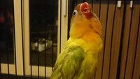 Bahkan lovebird Kusumo pernah ditawar seharga Rp 2 miliar. Kusumo hendak ditukar dengan mobil Alphard ditambah mobil Rubicon dan uang Rp 300 juta. 