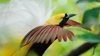 Ekowisata Terpopuler oleh Cendrawasih Nimbokrang dari Kabupaten Jayapura. (CNN Indonesia/Thinkstock/beltsazardaniel)