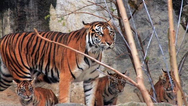 Tiger Diplomacy, Perkuat Hubungan Indonesia dan Jerman