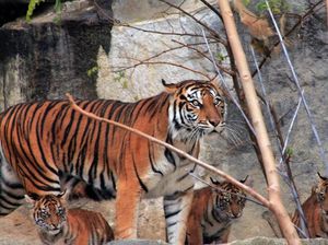 Lucunya Empat Anak Harimau Sumatra yang Lahir di Jerman