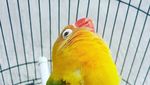 Mati Mendadak, Ini Lovebird Kusumo yang Pernah Ditawar Rp 2 M