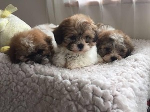 Baru Naik Pesawat, Puluhan Anak Anjing Malah Mati Dadakan