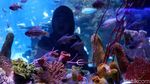 Menikmati Keindahan Biota Laut di Jakarta Aquarium