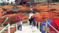 Kata Sukadi, dari tahun 2002 sampai sekarang, baru tahun ini ia melihat kemarau yang keringnya seperti ini. Dan kondisi tahun ini kan saya jadikan pengalaman untuk kedepannya dengan membangun tandon air (Foto: Pradito Rida Pertana/detikcom)