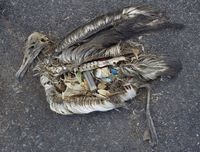 Data Mengerikan soal Sampah Plastik di Lautan