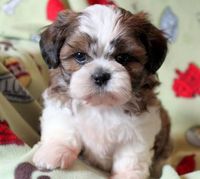 Duh! Pria Ini Ingin Beli Anak Anjing Rp. 11 Juta untuk Dimasak