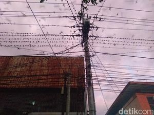 Ribuan Burung Layang-layang Asia Bermigrasi ke Yogya