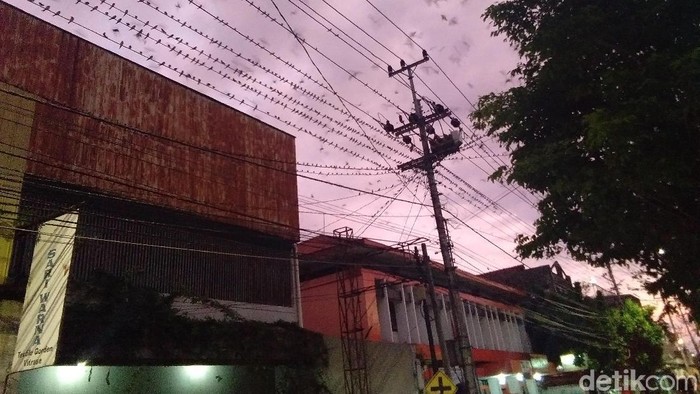  Burung  Layang  layang  Asia Migrasi ke Yogya Pemkot Siapkan Ini