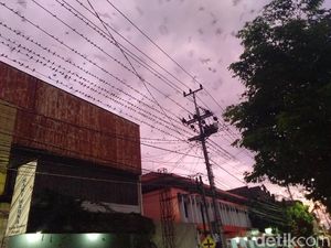 Burung Layang-layang Asia Migrasi ke Yogya, Pemkot Siapkan Ini