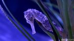 Menikmati Keindahan Biota Laut di Jakarta Aquarium