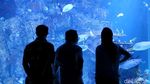 Menikmati Keindahan Biota Laut di Jakarta Aquarium