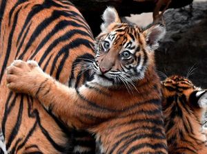 Kebun Binatang Bukittinggi Punya Penghuni Baru, Bayi Harimau Sumatera