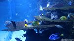 Menikmati Keindahan Biota Laut di Jakarta Aquarium