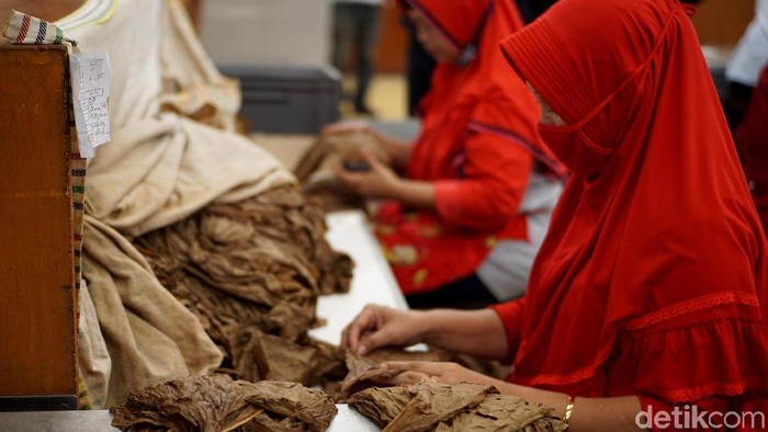 Jember terkenal dengan kualitas tembakaunya. Seperti apa proses pembuatan cerutu asal Jember tersebut? Yuk lihat.