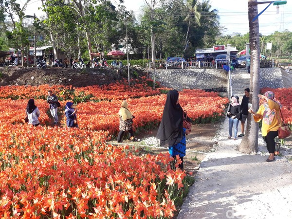 Bunga amarilis hanya mekar satu tahun sekali dan tidak berusia lama saat mekar (Pradito Rida Pertana/detikTravel) Bunga amarilis hanya mekar satu tahun sekali dan tidak berusia lama saat mekar (Pradito Rida Pertana/detikTravel)
