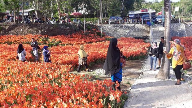 Kebun bunga di Gunungkidul