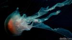 Menikmati Keindahan Biota Laut di Jakarta Aquarium