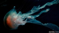 Salah satu biota laut yang dimiliki Jakarta Aquarium adalah ubur-ubur.