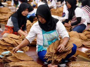 Cerutu Made in Jember Tembus Eropa, Intip Yuk Produksinya