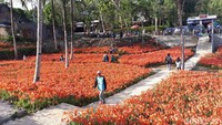 Sukadi memperkirakan Bunga Amarilis di kebunnya tak lama lagi akan bermekaran. Bahkan, mekarnya bunga di kebun seluas 3500 meter persegi ini akan berlangsung hingga pertengahan bulan Desember (Foto: Pradito Rida Pertana/detikcom)