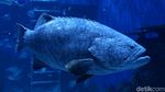 Menikmati Keindahan Biota Laut di Jakarta Aquarium