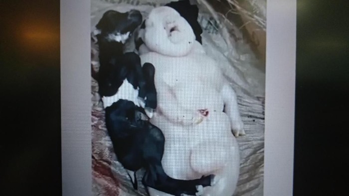 Bayi kambing setengah babi setengah manusia. Foto: Repro Viral Bayi kambing setengah babi setengah manusia. Foto: Repro Viral
