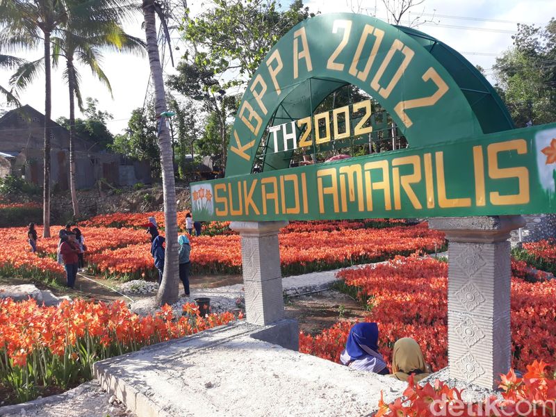 Foto Kebun Bunga Yang Paling Dicari Orang Di Gunungkidul