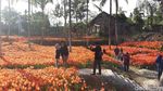 Foto: Kebun Bunga yang Paling Dicari Orang di Gunungkidul